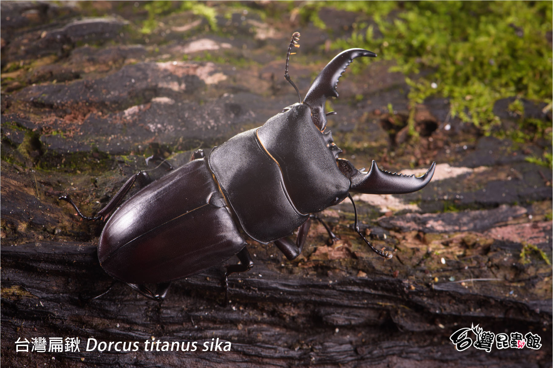 12/13(六)1700-1800台北-台灣扁鍬幼蟲飼育講座