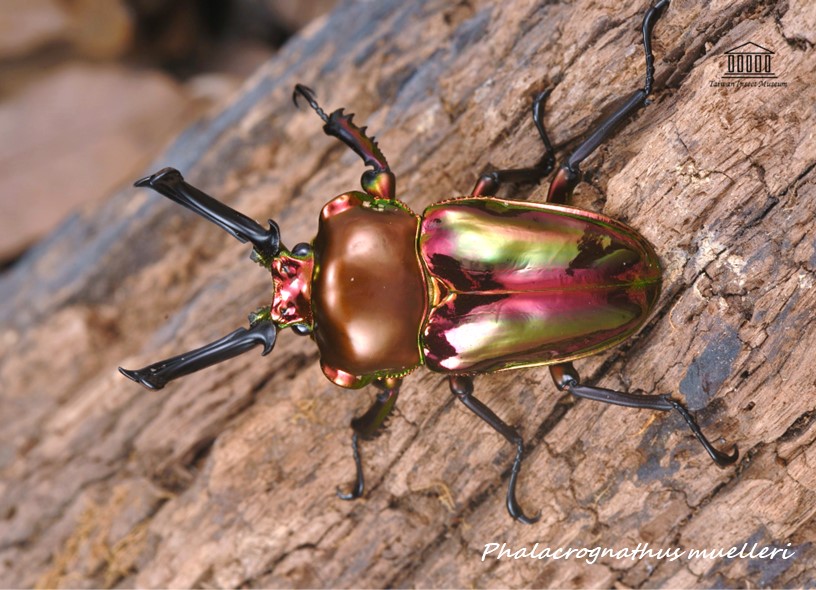 5/3(日)1700-1800台北-彩虹鍬形蟲幼蟲飼育講座