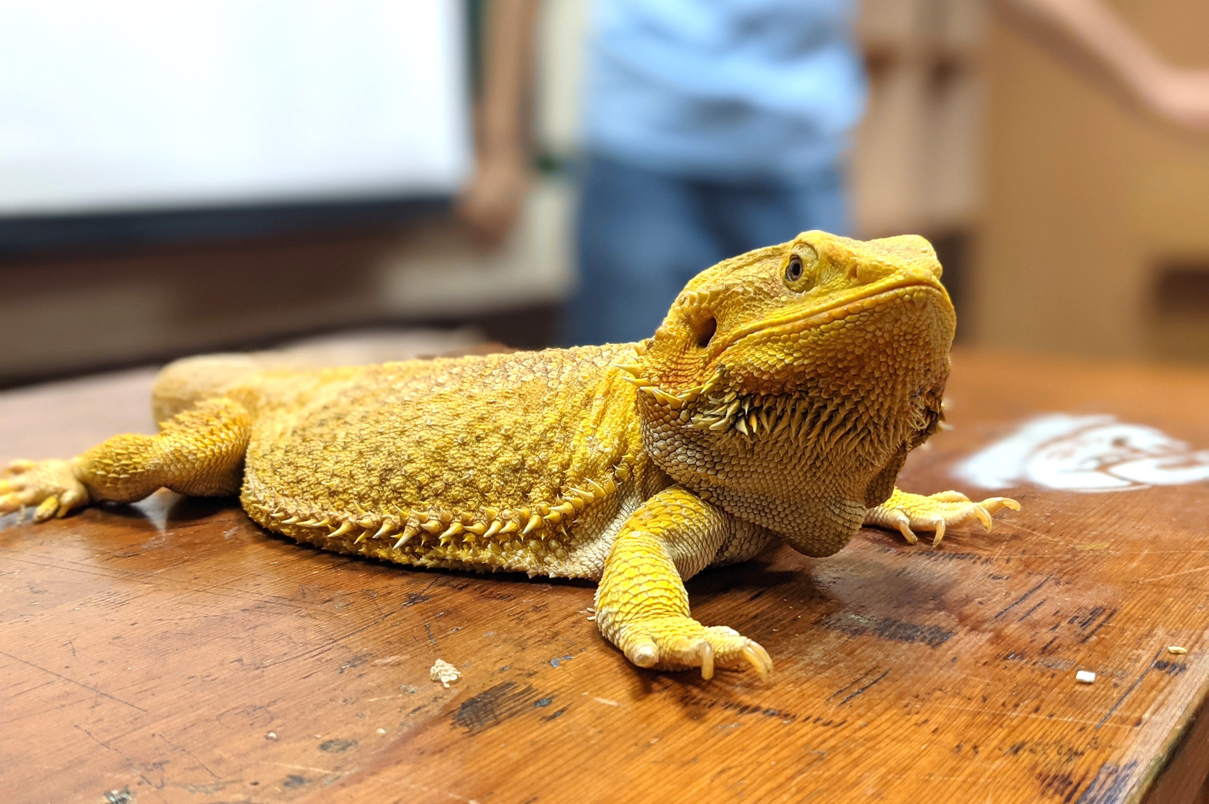 12/6(六)1500-1600現代小恐龍-蜥蜴