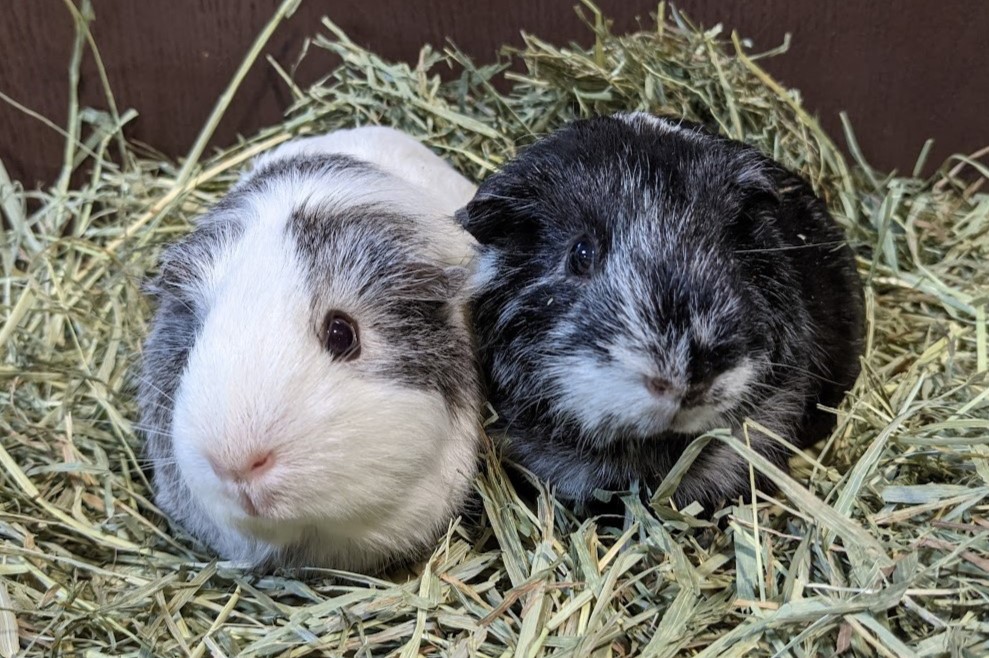 12/6(六)1630-1730超萌寵物-天竺鼠