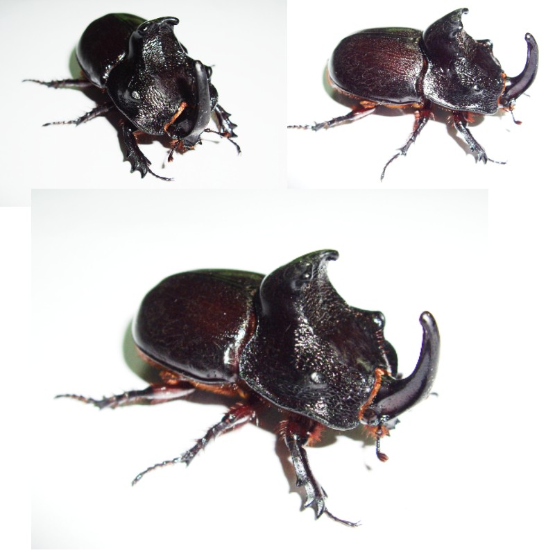 5/16(六)1330-1430標本製作班(恐龍兜)