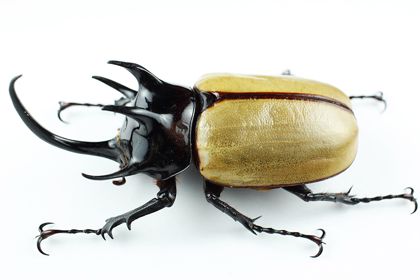 4/5(日)1330-1430標本製作班(五角大兜)