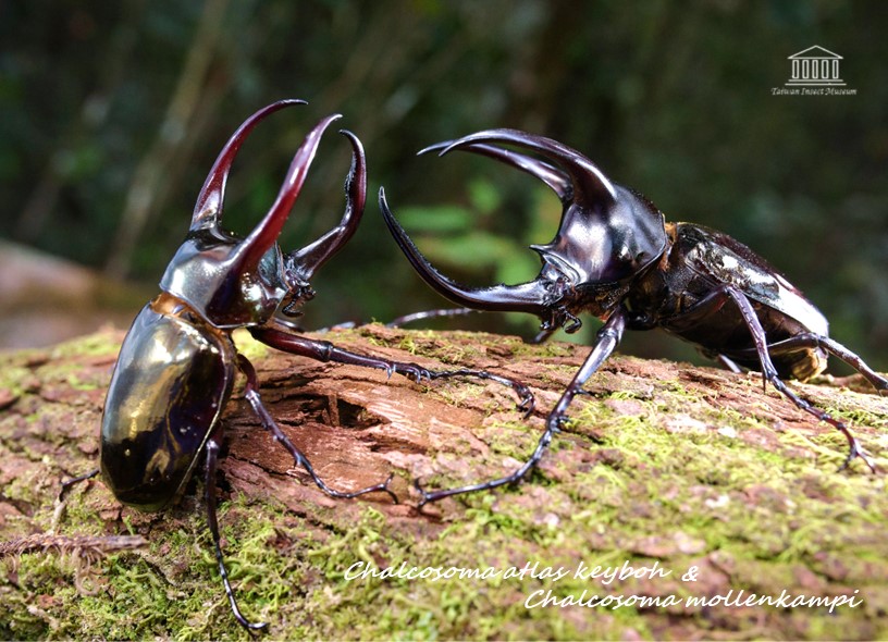 5/2(六)1700-1800台北-南洋大兜幼蟲飼育講座