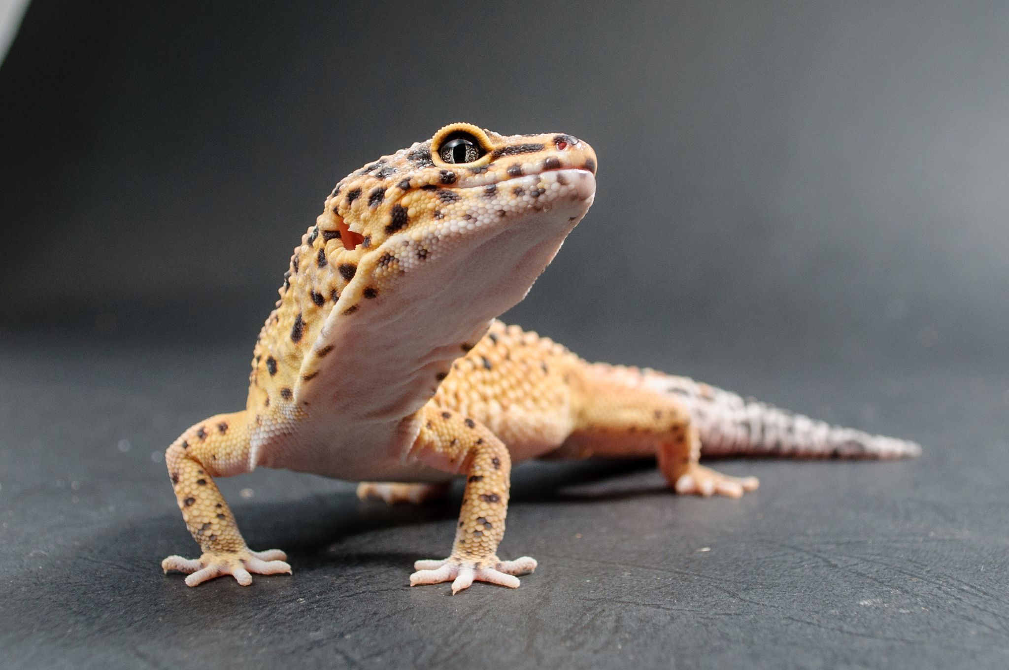 3/14(六)1100-1200黏黏小手-守宮 互動體驗