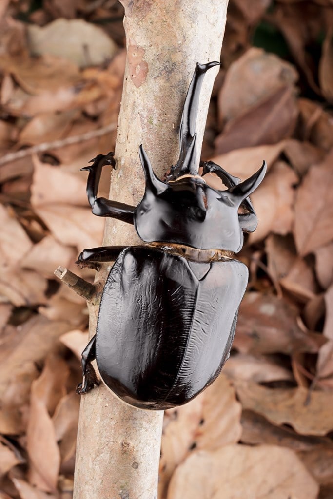 5/1(五)1700-1800台北-戰神大兜幼蟲飼育講座