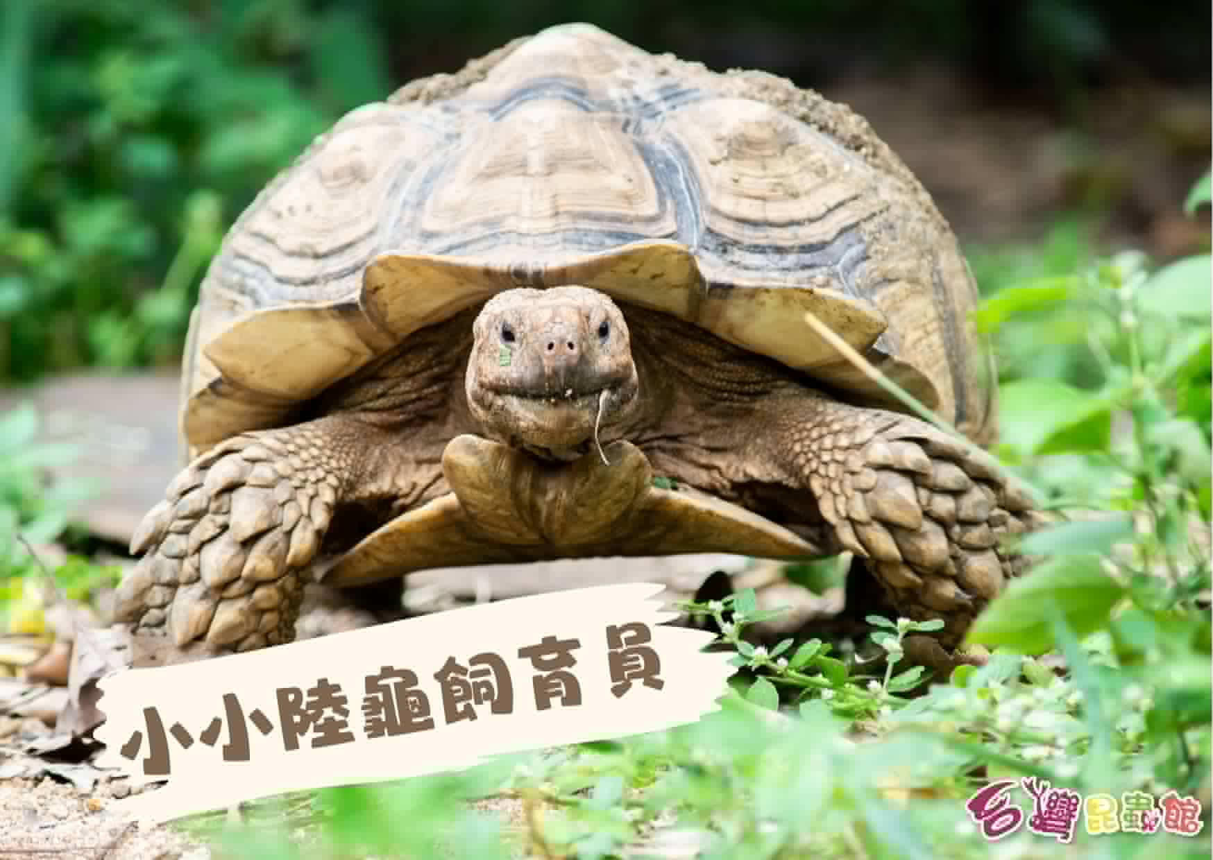 07/26(日)10:00-12:30『陸龜』小小飼育員體驗課