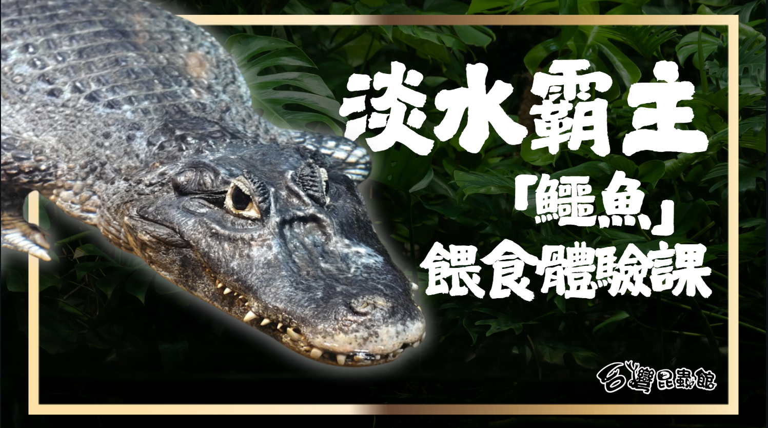 5/2(六)16:30-17:00 淡水霸主-鱷魚 餵食體驗課