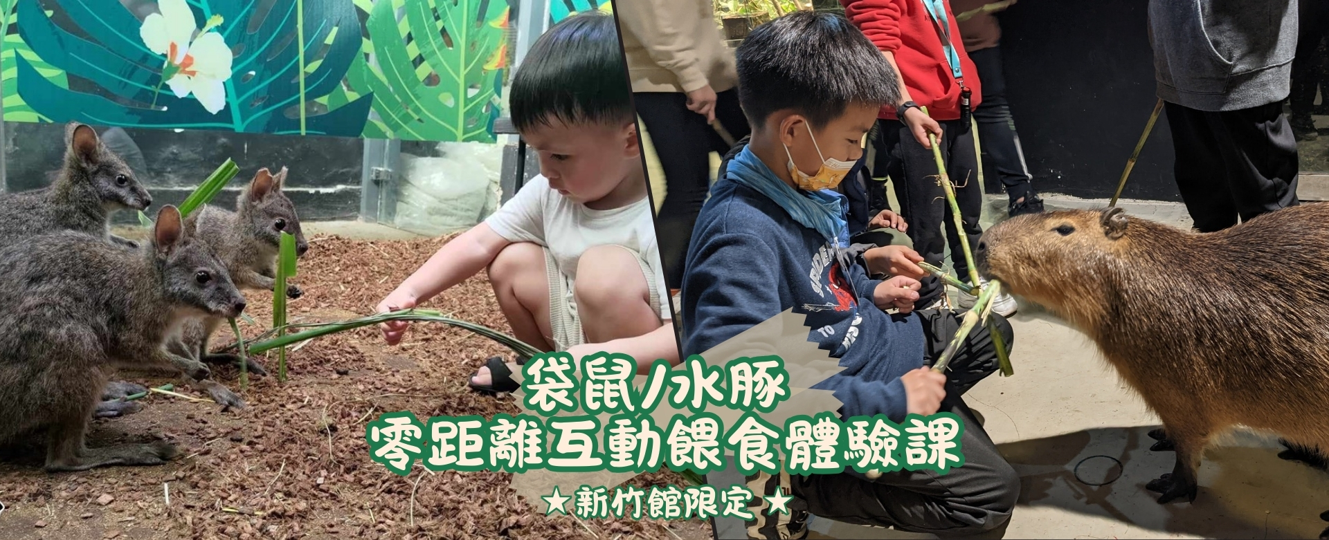 遠從澳洲來的貴客~帕瑪袋鼠進駐【 台灣昆蟲館-新竹館 】啦~~~
#帕瑪袋鼠 有別於個頭高大，看起來每天都在健身的「紅大袋鼠」，成體平均體長約莫0.5公尺左右～體型相較嬌小可愛
想要走進袋鼠家與三隻可愛的帕馬袋鼠：毛毛、三袋和袋鼠寶寶波卡零距離互動嗎~
袋鼠餵食互動課 點我報名 https://reurl.cc/K8bD6R
本課程不單可以親手餵食袋鼠還可以認識其他住在澳洲的昆蟲動物喔！
趕快把握機會報名呦！